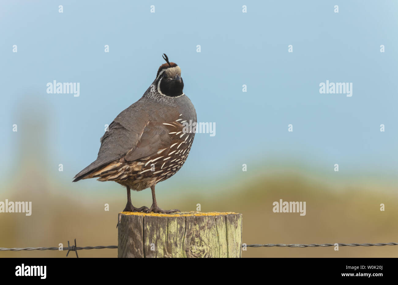 Portrait d'un colin de Californie (Callipepla californica) perching on sondage en bois, Point Reyes National Seashore, Californie, USA. Banque D'Images