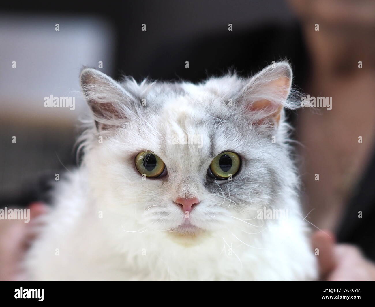 Mai 19 Face D Un Arbre D Un Cat Selkirk Rex Poil Frise A Tout Droit A Vous Photo Stock Alamy