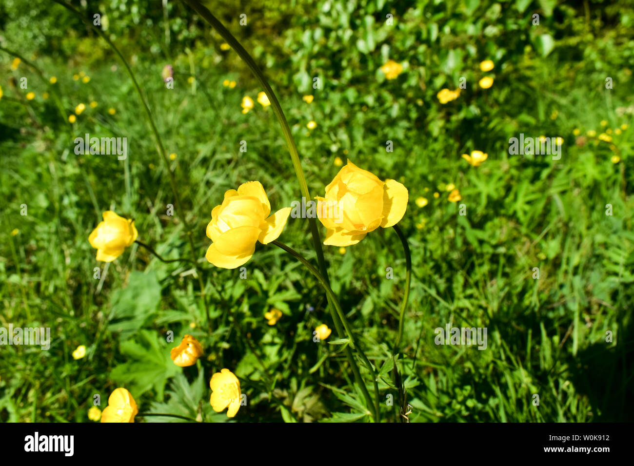 Globeflower (Trollius altissimus), fleurs jaunes en fleur. Banque D'Images