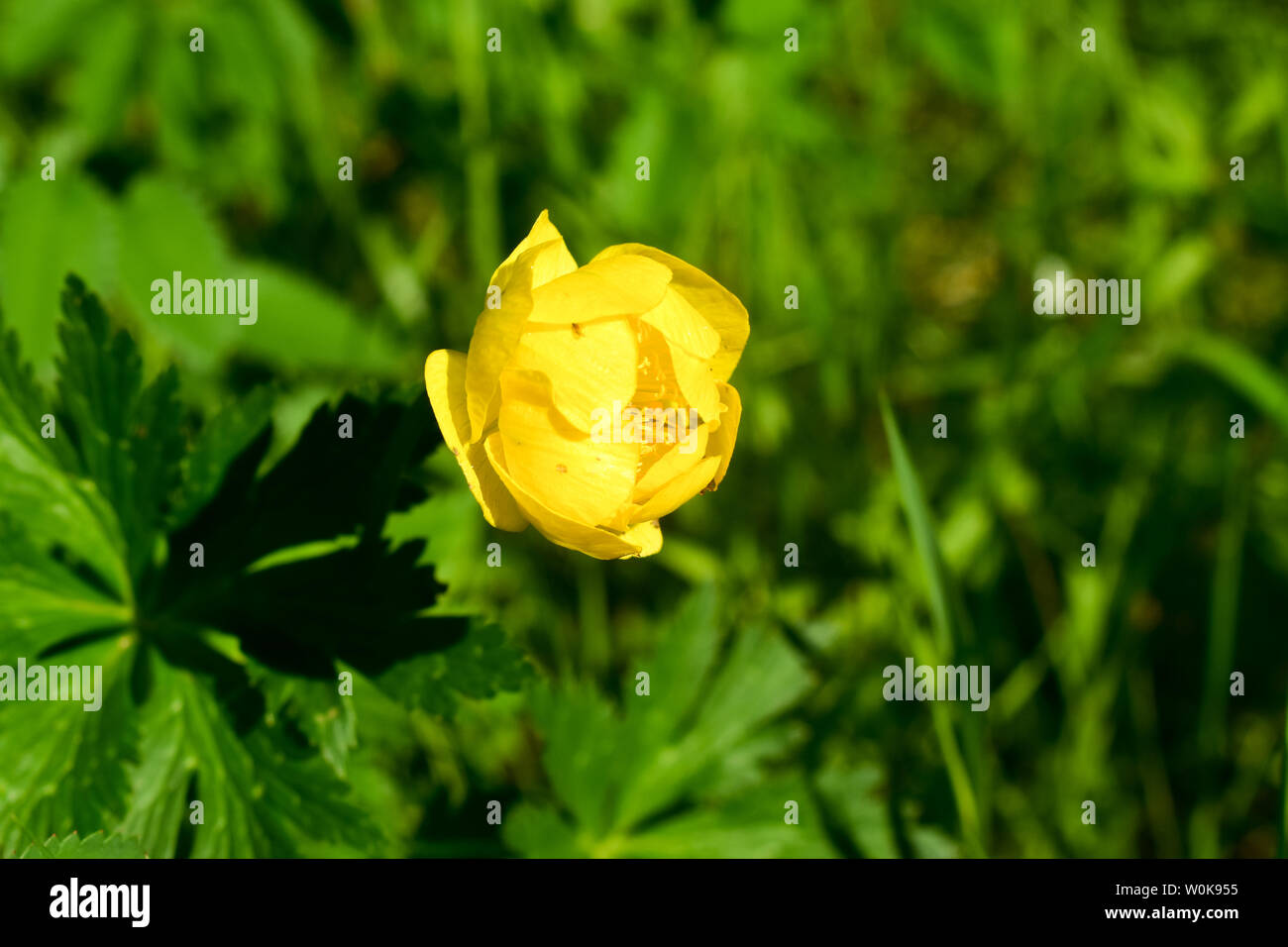 Globeflower (Trollius altissimus), fleurs jaunes en fleur. Banque D'Images