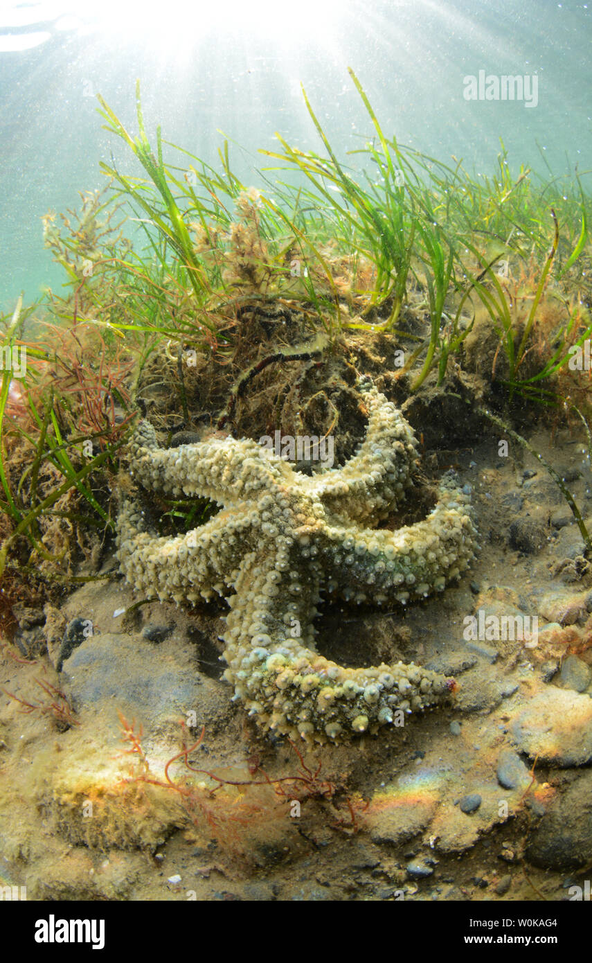 Tortue de mer sur un lit d'herbes marines un dans l'ouest du pays de Galles Banque D'Images