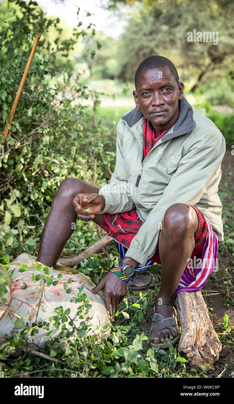 Même, la Tanzanie, le 5 juin 2019 : young man sitting maasai avec sa jambe dans un estomac de vache pour obtenir un releaf pour son twisted anckle Banque D'Images