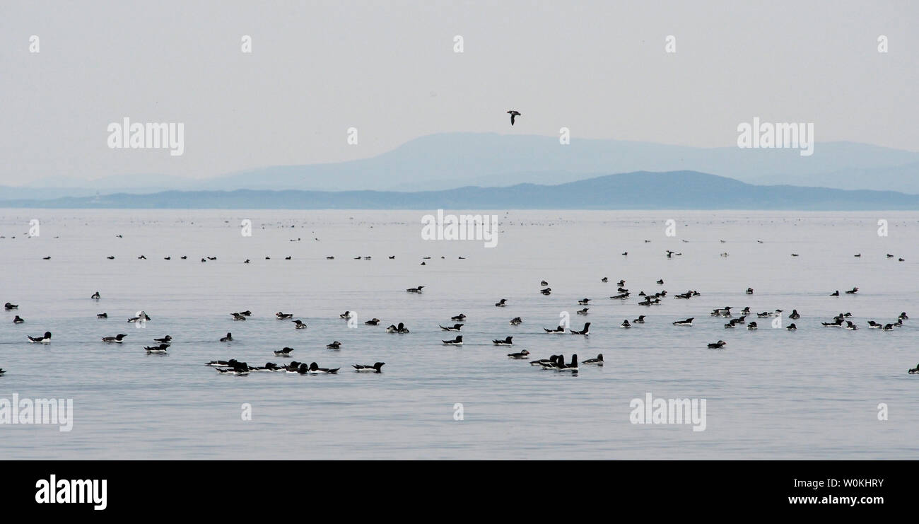Les macareux, guillemots et pingouins off Galta, îles Shiant beag Banque D'Images