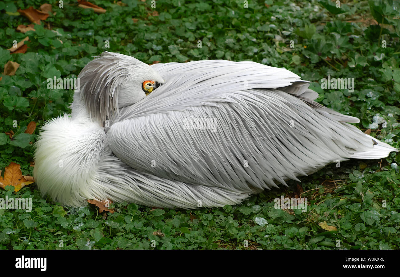 White Bird (Pelecanus crispus) reposant sur l'herbe verte de la forêt. Banque D'Images