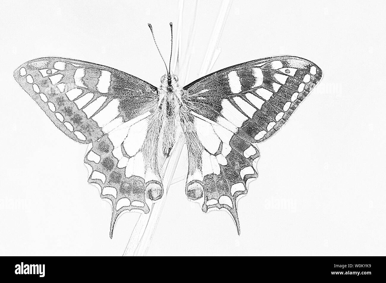 La Transposition Dun Crayon Ou Un Dessin Au Fusain Dun
