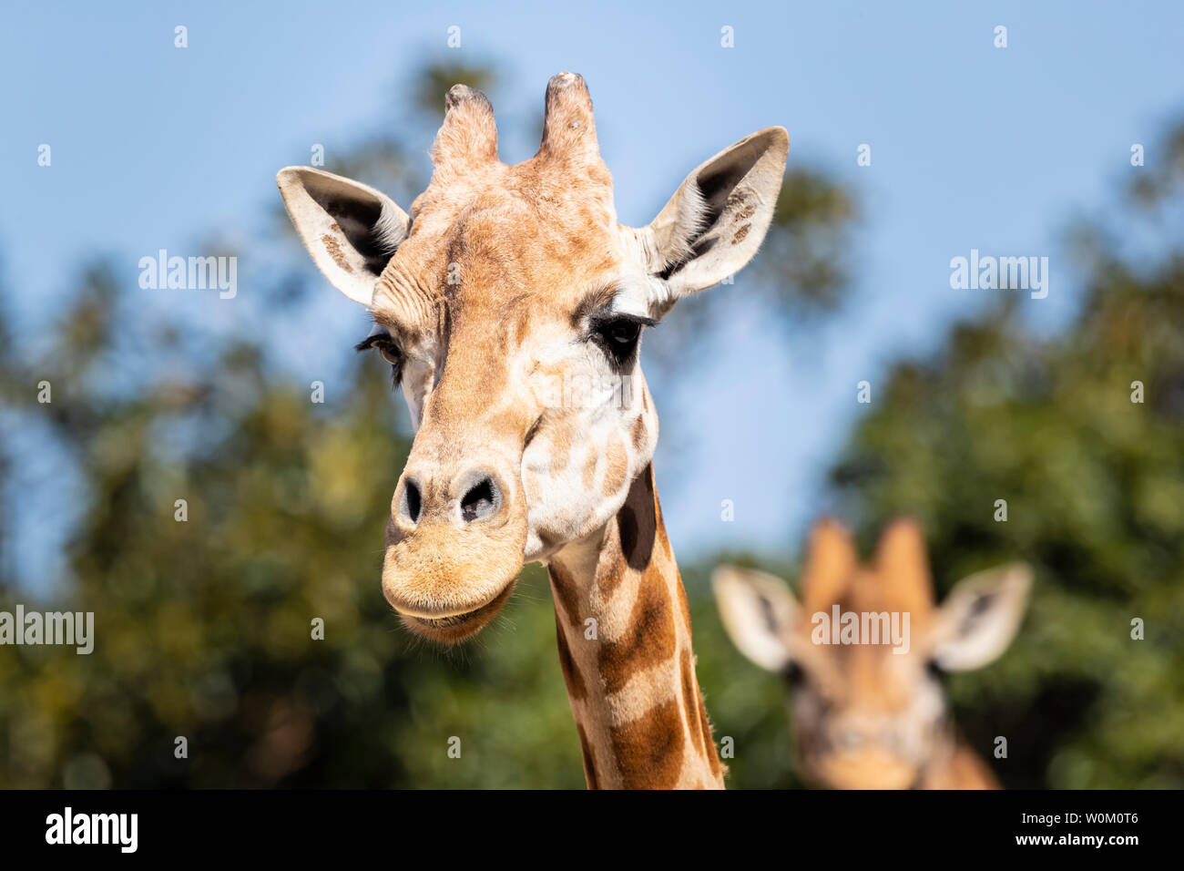 Girafe de traîner dans le soleil. Banque D'Images