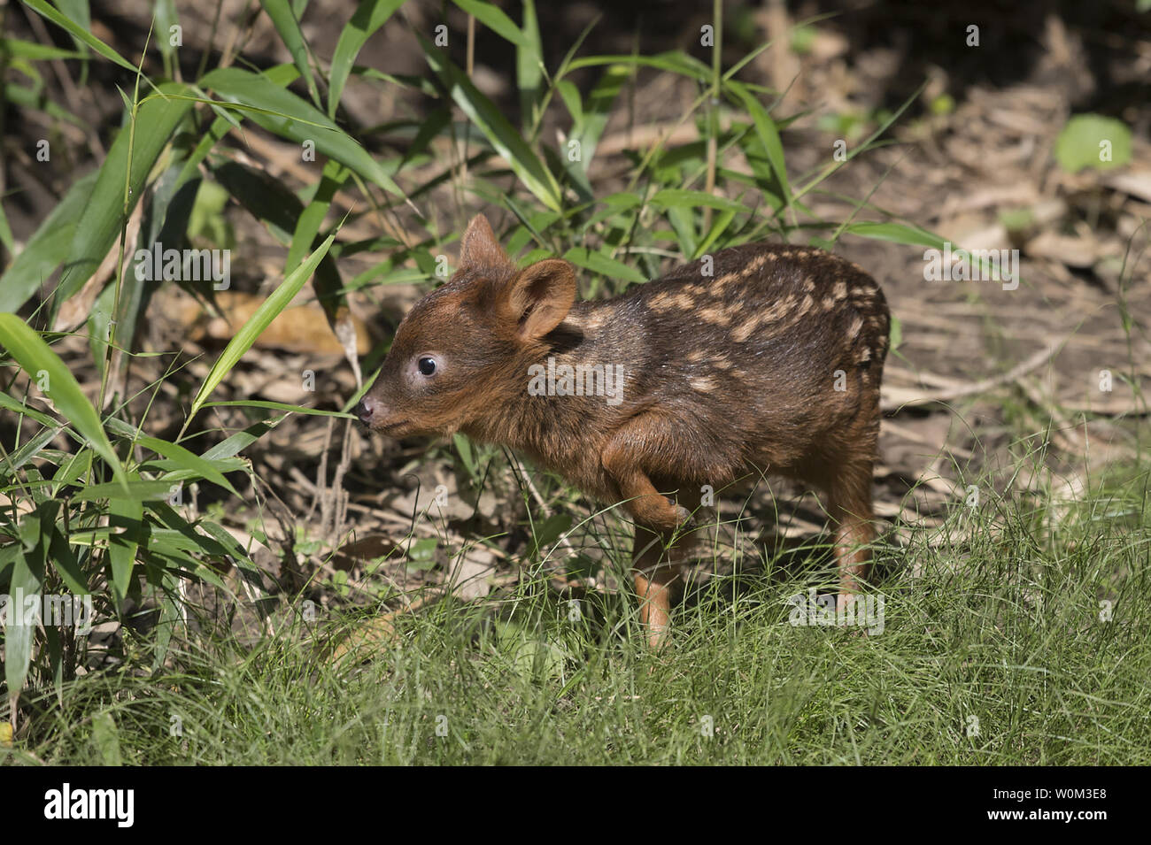 Un fauve pudu du sud (Pudu puda) - le plus petit des cervidés - né à la WCS (Wildlife Conservation Society) Queens Zoo. La Queens Zoo a connu d'importants succès avec son programme d'élevage pudu au cours des dernières années, il a produit quatre faons au cours des cinq dernières années. Pudu est vrai, quelques adaptations comportementales pour une espèce. Ils aboient quand ils sentent un danger, et lorsqu'ils ont chassé, exécuté dans un motif en zig-zag pour échapper aux prédateurs. Le faon est né le 17 mai et est de sexe masculin. Les taches blanches, caractéristique aux nouveau-nés de nombreuses espèces de cerfs, va apparaître et disparaître comme le faon gagne Banque D'Images