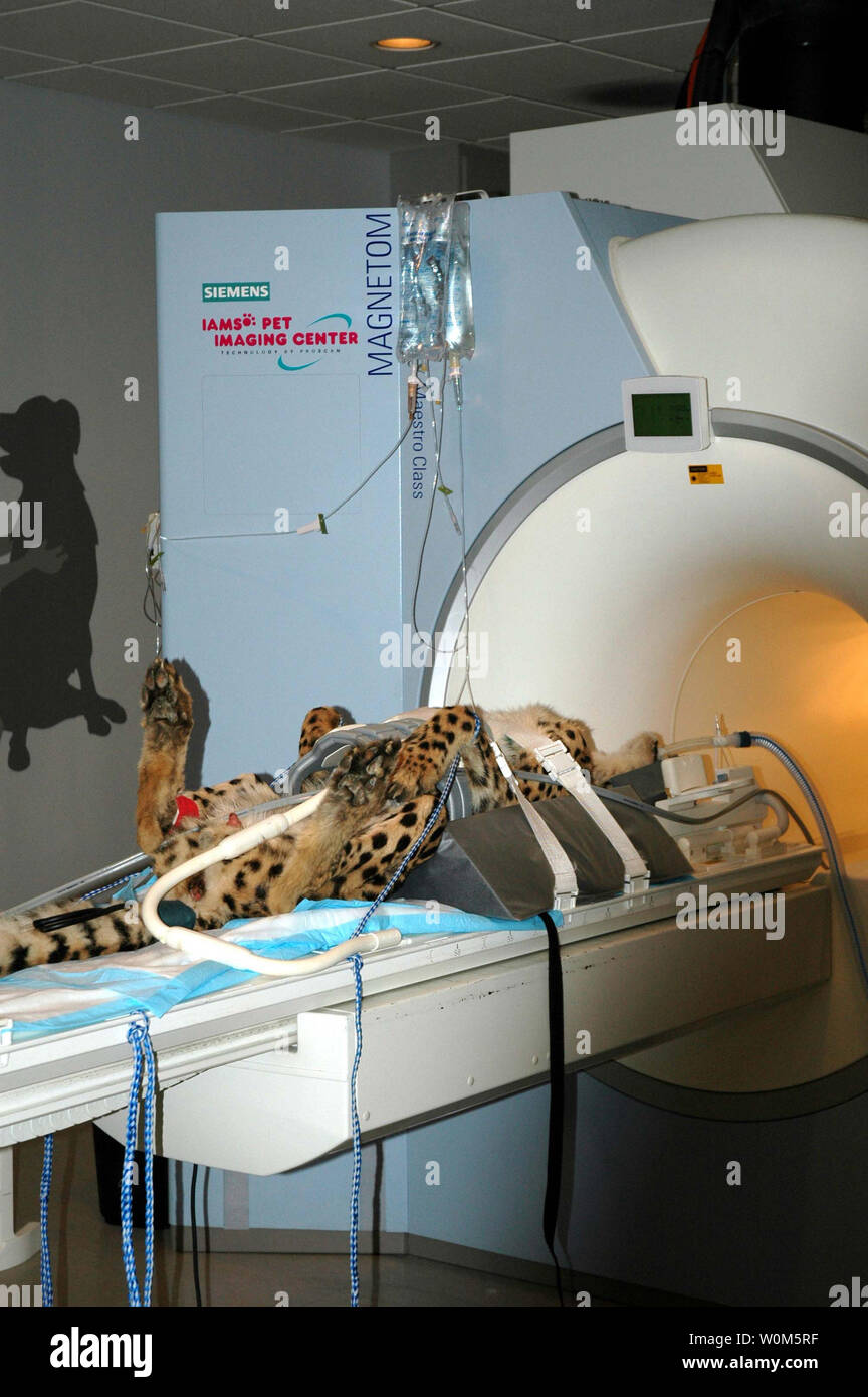 Norok, un 12-year-old cheetah du Smithsonianu0027s National Zoo 