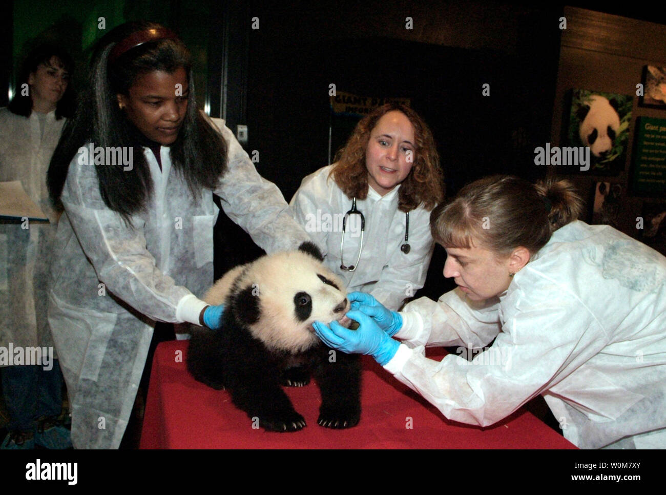 Tai Shan, le 4-month-old grand panda cub au Smithsonian's National Zoo, obtient ses dents vérifié par le vétérinaire Ellen Bronson (à droite) tandis que Nancy vétérinaire Boedecker (centre) et Conservateur adjoint Lisa Stevens (gauche) tiendra, le 21 novembre 2005, à Washington. (Photo d'UPI/Jessie Cohen/Smithsonian's National Zoo) Banque D'Images