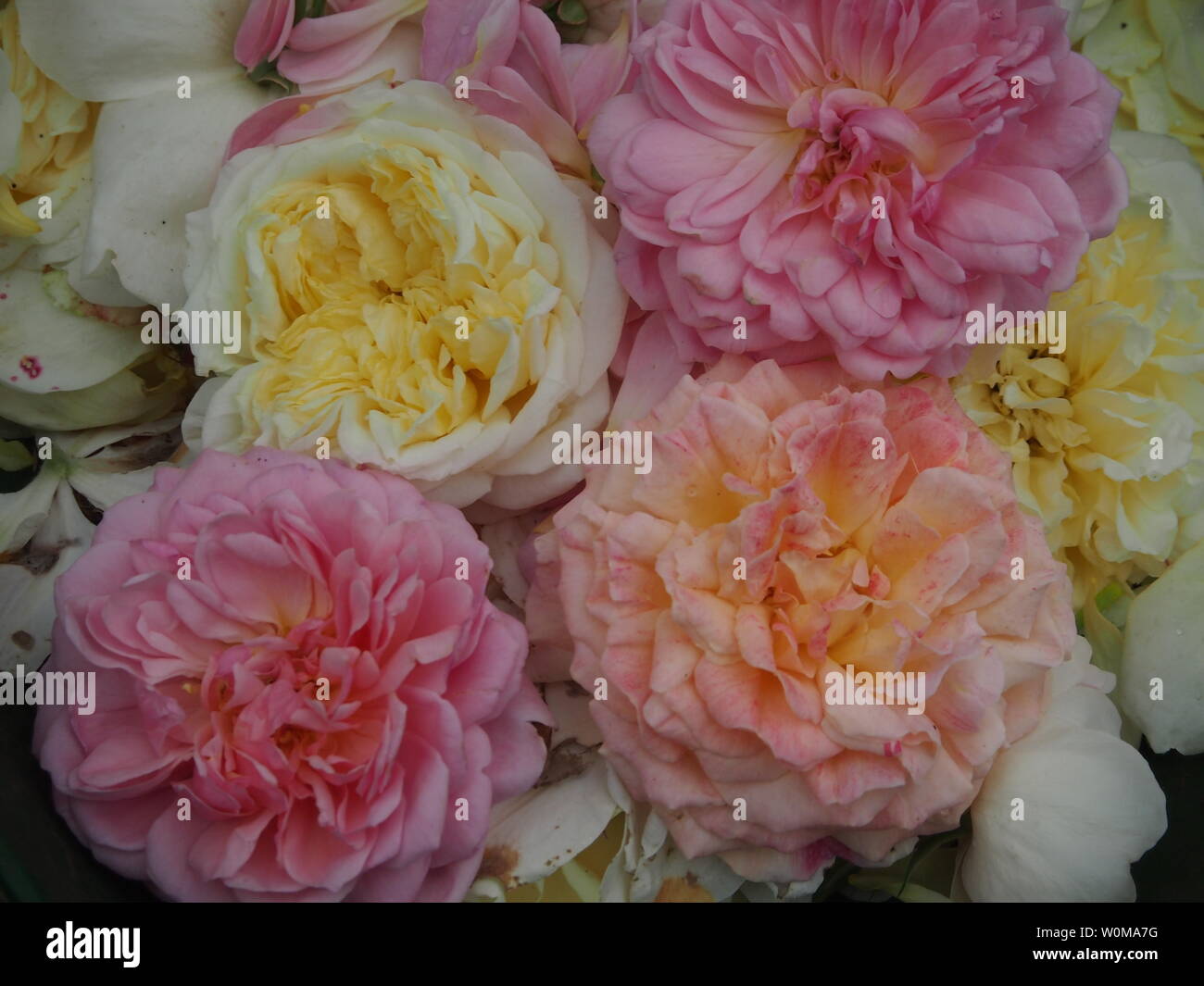 Fleurs rose après blocage Banque D'Images