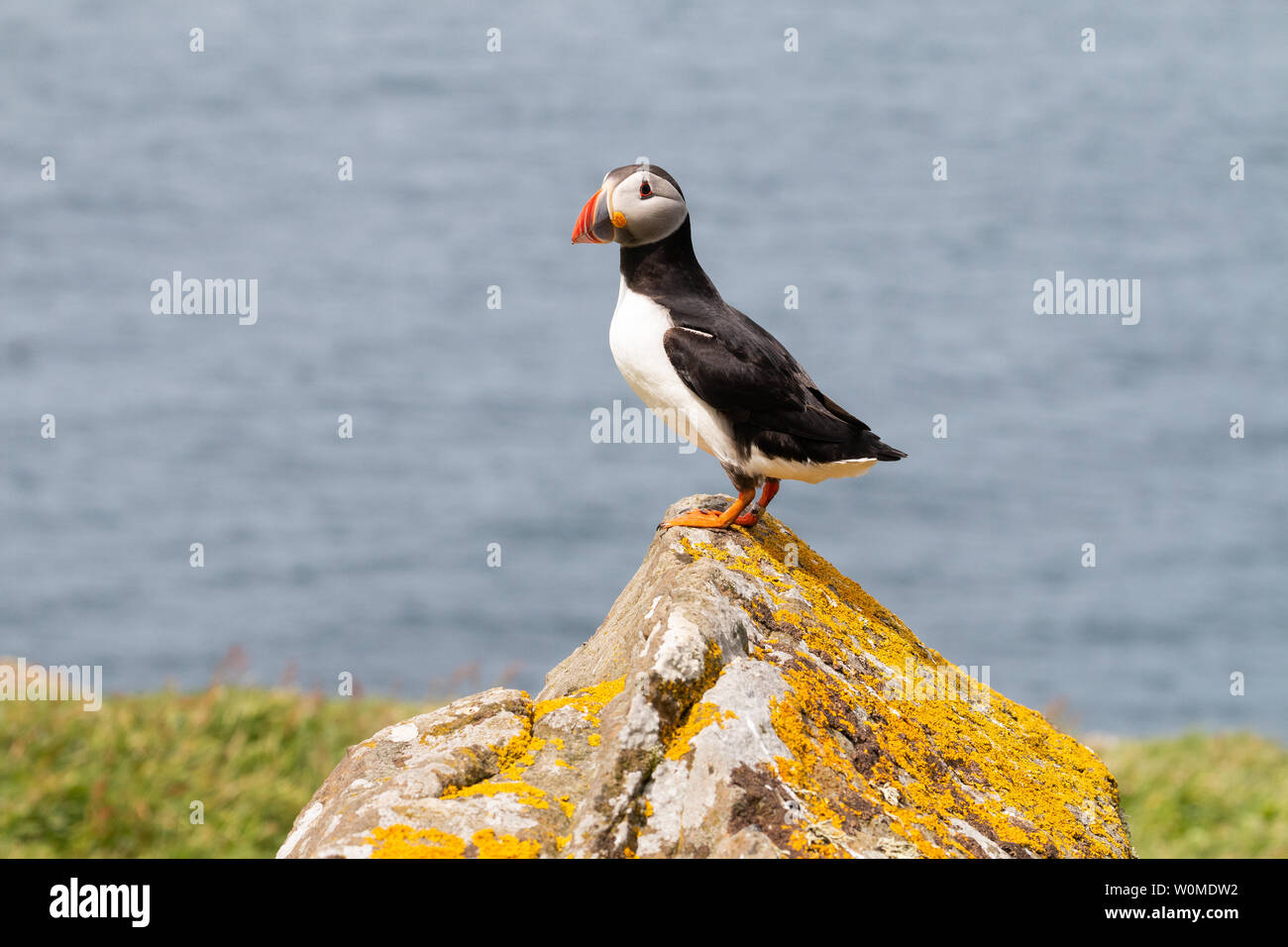 Macareux moine debout sur un rocher sur Lunga, Treshnish Isles, Ecosse Banque D'Images