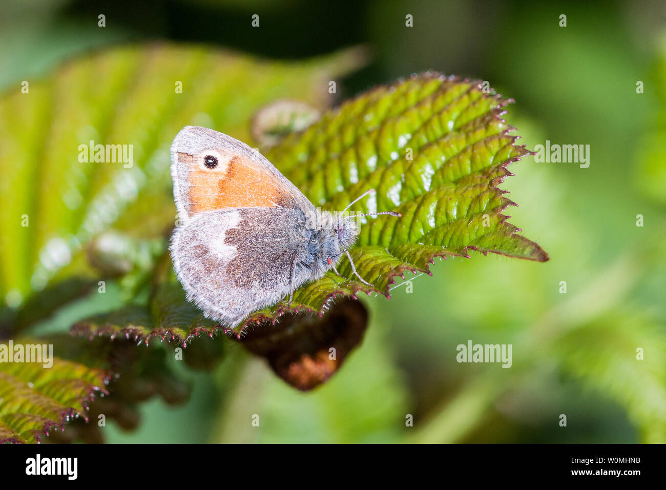 Petit papillon de la santé reposant sur des feuilles de ronce Banque D'Images