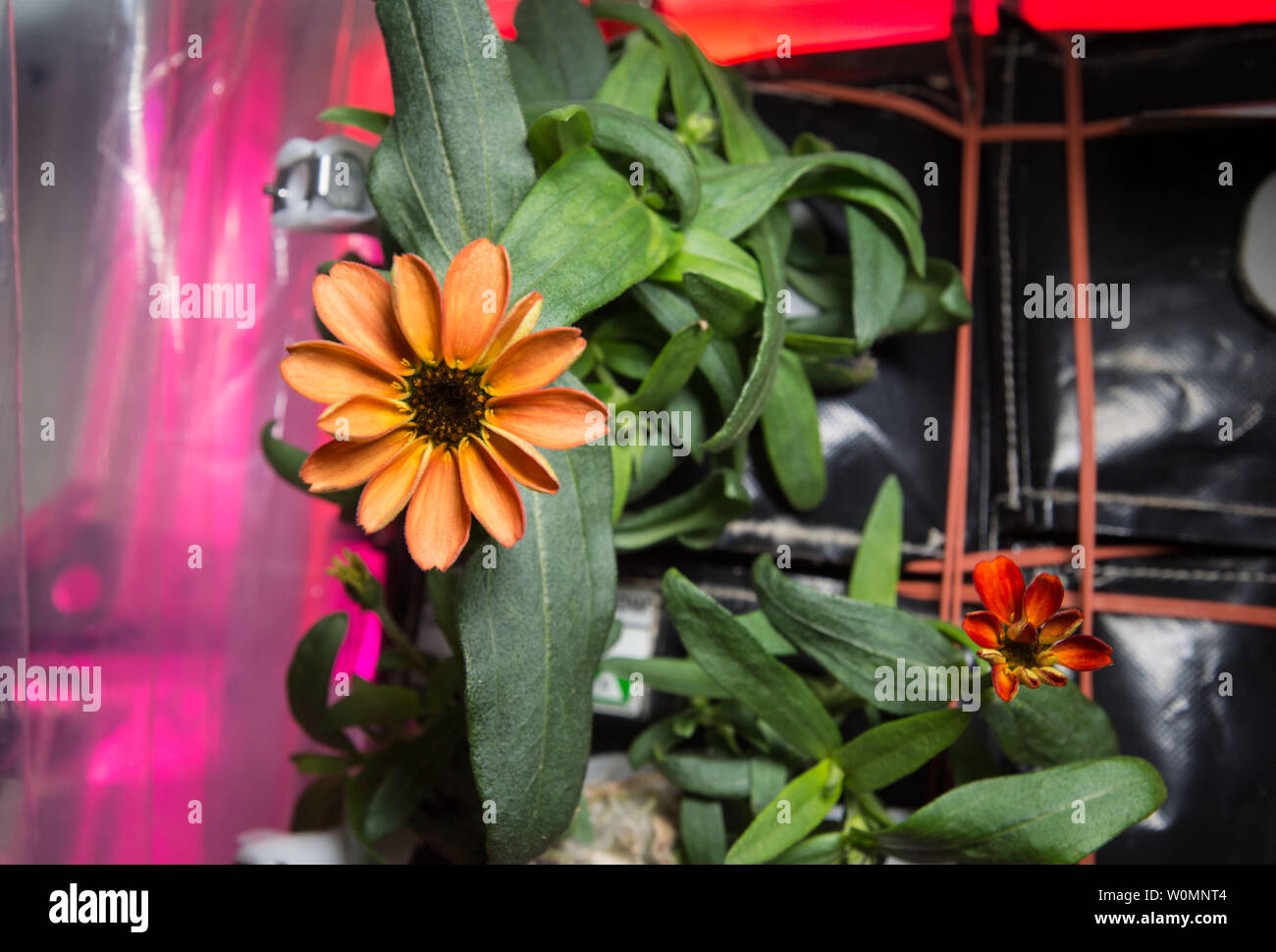 Photographie d'une fleur cultivée à l'intérieur de l'Zinnia installation Veggie à bord de la Station spatiale internationale, adoptée le 17 janvier 2016, et publiée par la NASA. Cette récolte floraison expérience a débuté le 16 novembre 2015, lorsque l'astronaute de la NASA Kjell Lindgren activé le système d'enracinement et de ses légumes 'coussins' contenant des graines de zinnia. Le difficile processus de l'expansion des zinnias a fourni une occasion exceptionnelle pour les scientifiques sur Terre afin de mieux comprendre comment les plantes poussent en microgravité, et pour les astronautes de pratiquer ce qu'theyÕll soit chargé d'une mission sur l'espace profond : gardeni autonome Banque D'Images