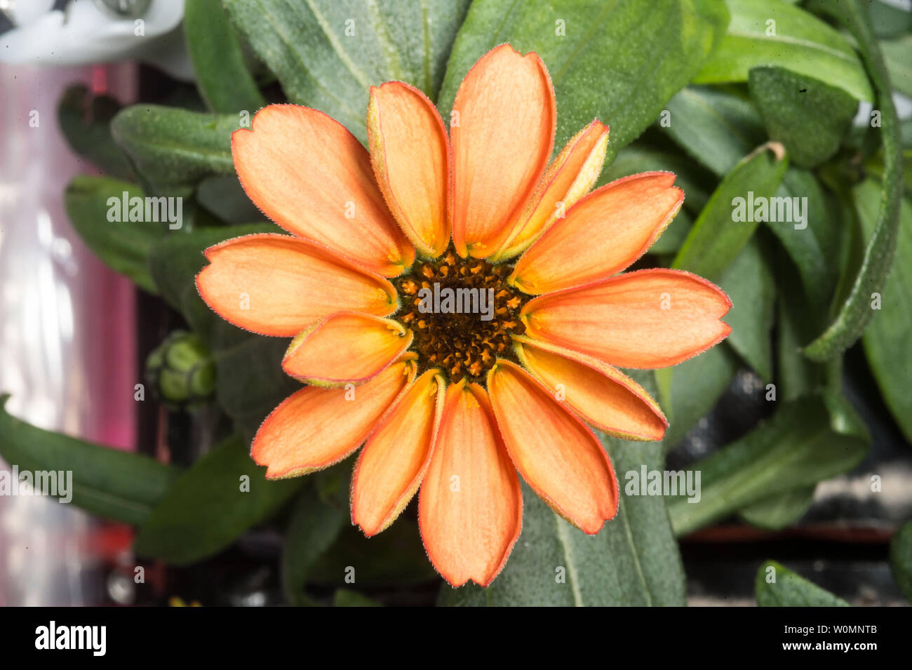 Photographie d'une fleur cultivée à l'intérieur de l'Zinnia installation Veggie à bord de la Station spatiale internationale, adoptée le 17 janvier 2016, et publiée par la NASA. Cette récolte floraison expérience a débuté le 16 novembre 2015, lorsque l'astronaute de la NASA Kjell Lindgren activé le système d'enracinement et de ses légumes 'coussins' contenant des graines de zinnia. Le difficile processus de l'expansion des zinnias a fourni une occasion exceptionnelle pour les scientifiques sur Terre afin de mieux comprendre comment les plantes poussent en microgravité, et pour les astronautes de pratiquer ce qu'theyÕll soit chargé d'une mission sur l'espace profond : gardeni autonome Banque D'Images