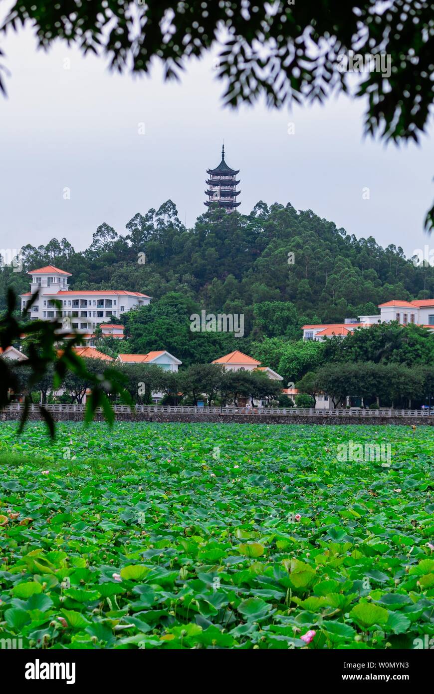 Festival de Lotus dans le parc Lianhu, Qiaotou, Dongguan Banque D'Images