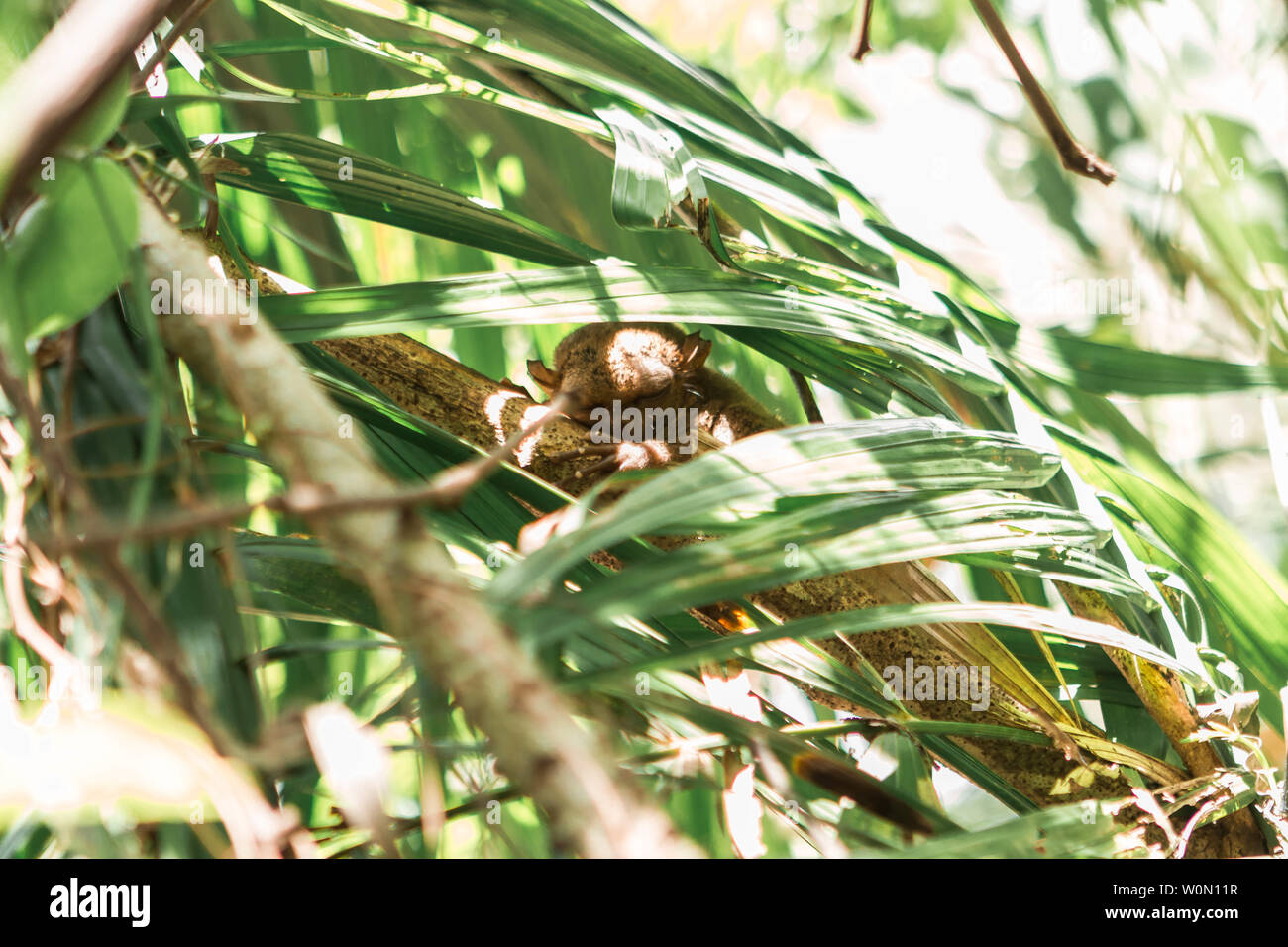 Petit sanctuaire Tarsier tarsier dans Bohol, Cebu, Philippines. Le plus petit primate en voie d'extinction Banque D'Images