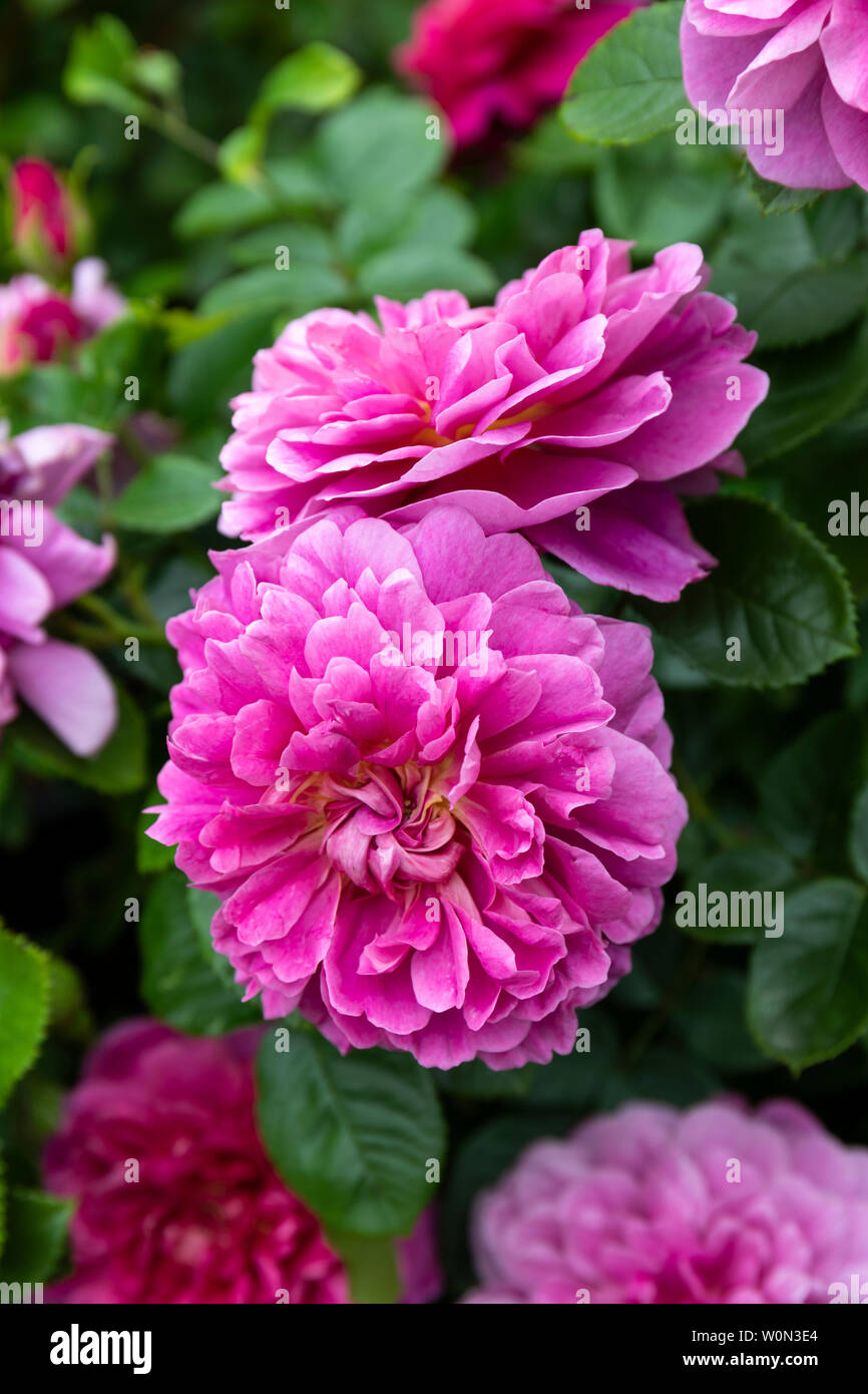 Gros plan de rose rose - Rosa «Princess Anne» fleurit dans un jardin anglais Banque D'Images