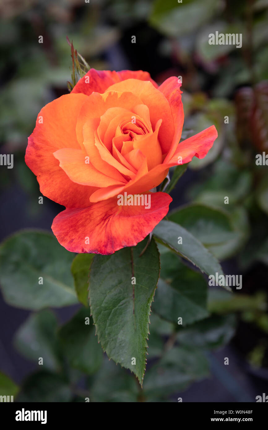 Gros plan de Rosa Super Trouper floraison dans un jardin anglais. Angleterre, Royaume-Uni Banque D'Images