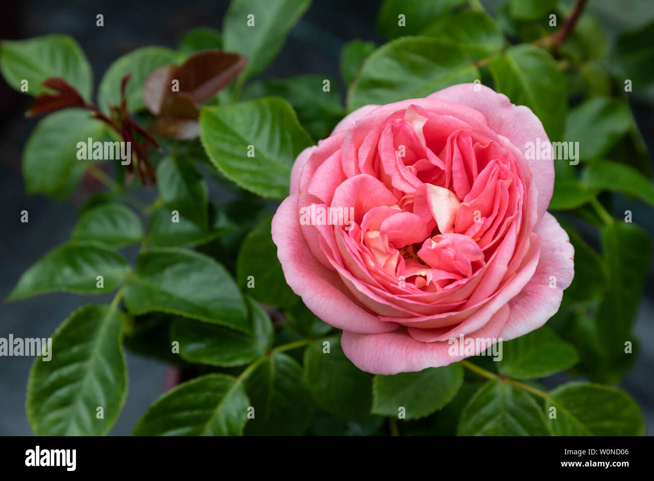 Gros plan de Rosa 'Pink Martini' une belle rose rose fleur de brousse dans  un jardin anglais Photo Stock - Alamy