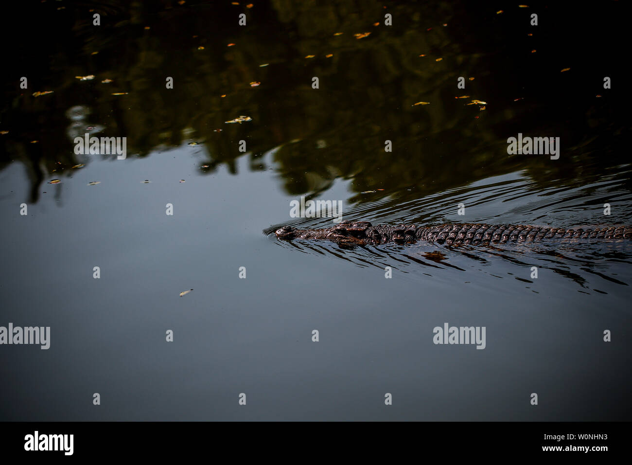 Alligator Banque D'Images