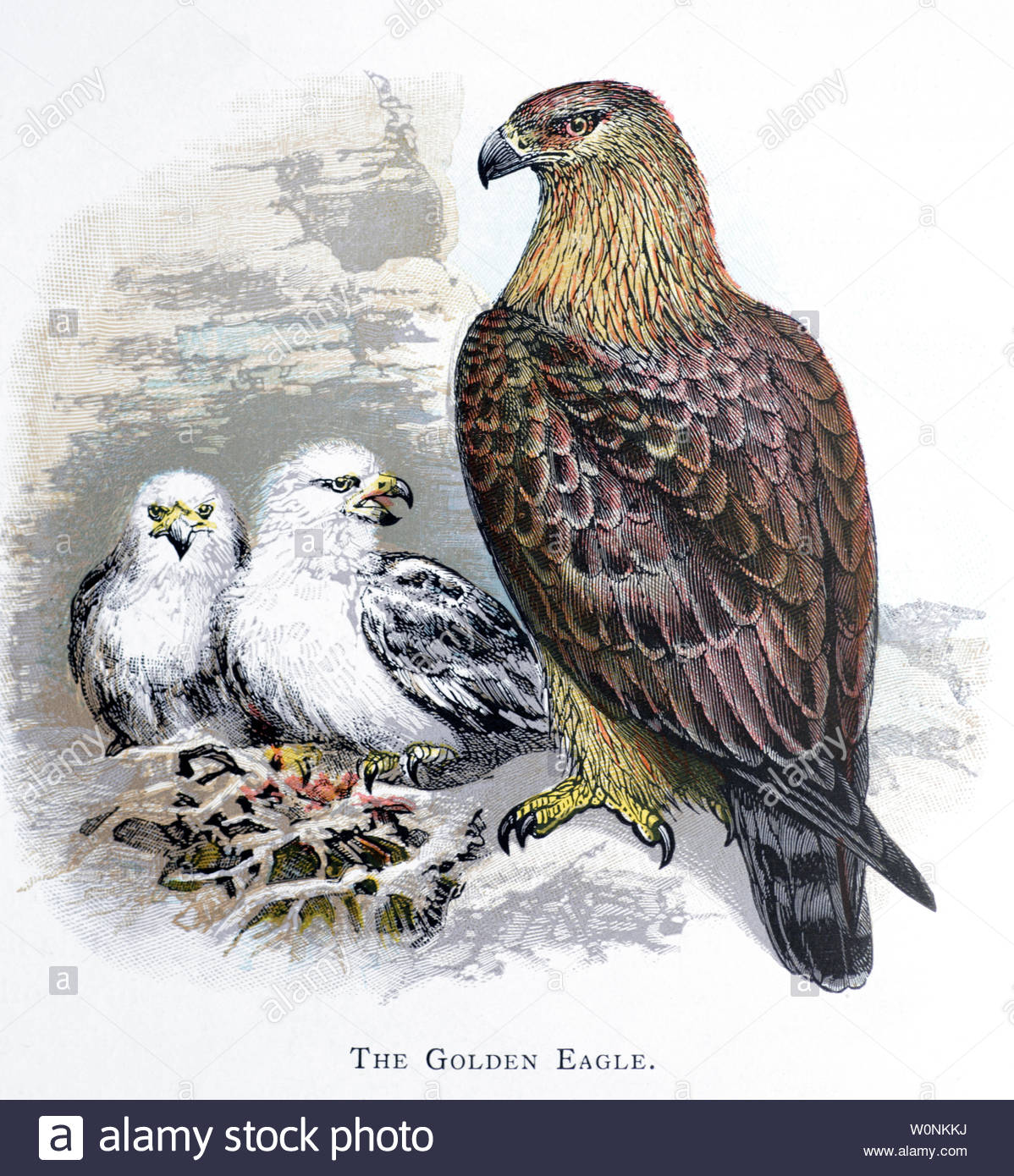 L'Aigle royal (Aquila chrysaetos), à l'aigle avec les aiglons, vintage publié dans illustration 1898 Banque D'Images