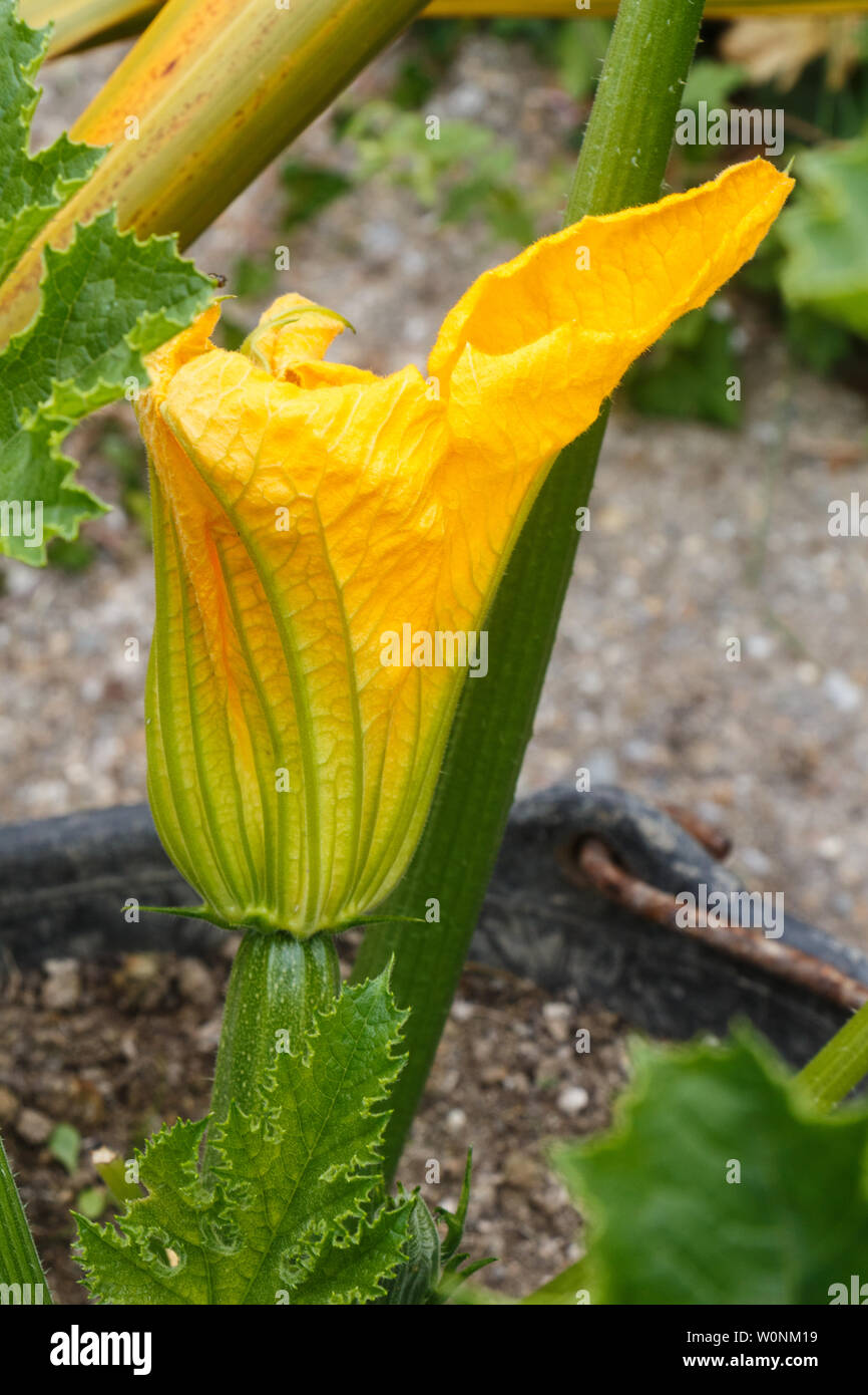 Fleur de courgette jaune dans un jardin au printemps Banque D'Images