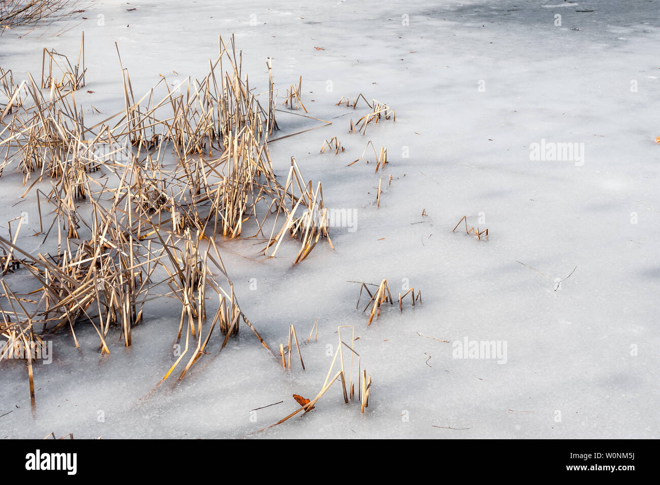Étang gelé en hiver avec des roseaux secs brown sortant de la glace. Banque D'Images