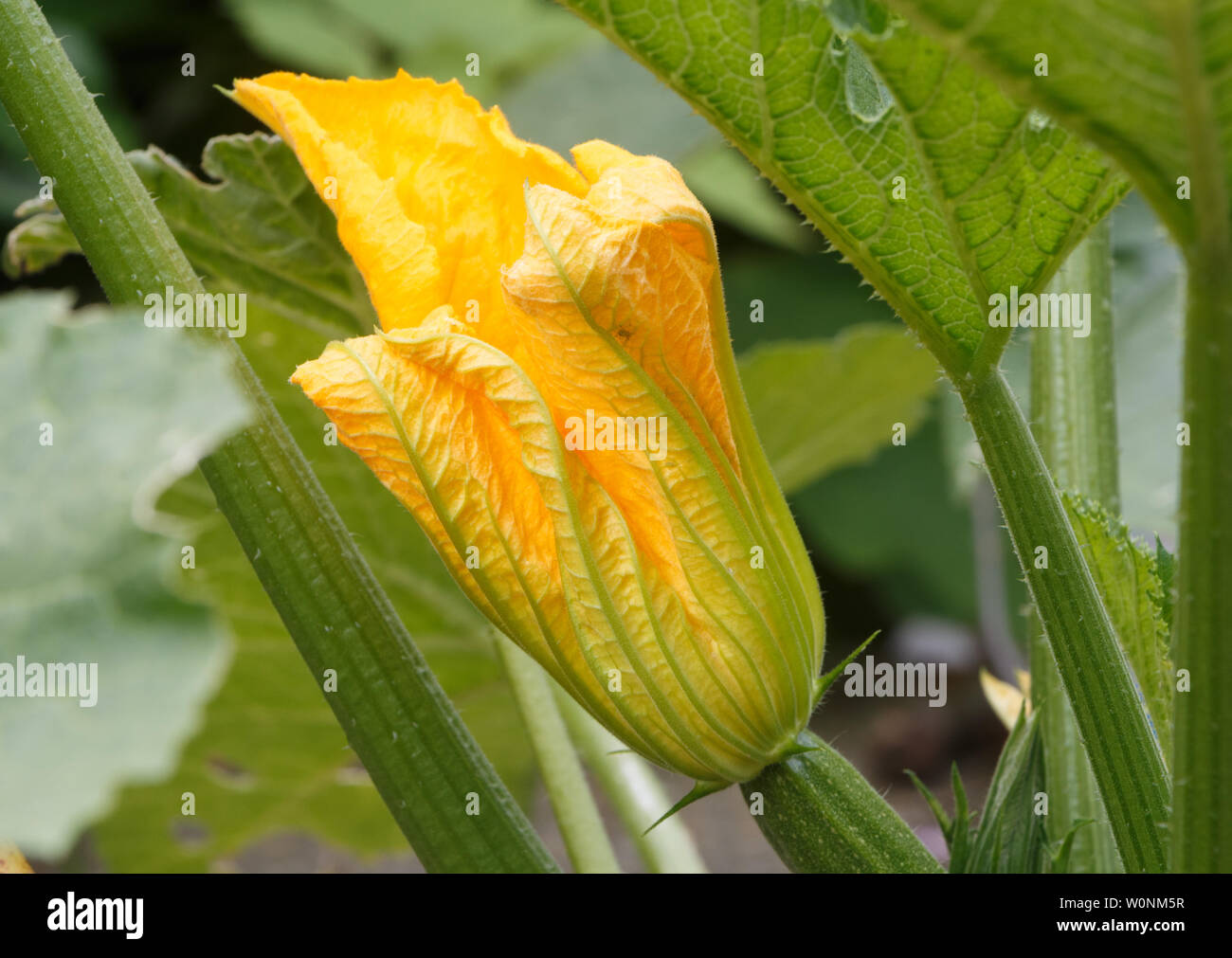 Fleur de courgette jaune dans un jardin au printemps Banque D'Images