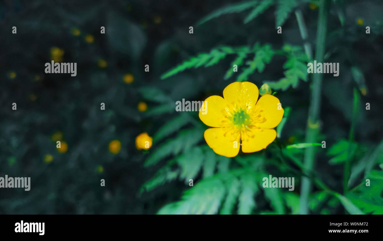 Libre d'une renoncule commune fleurs jaunes en forêt sur fond d'herbe verte. Ranunculus acris meadow renoncule, renoncule âcre, renoncule géant Banque D'Images