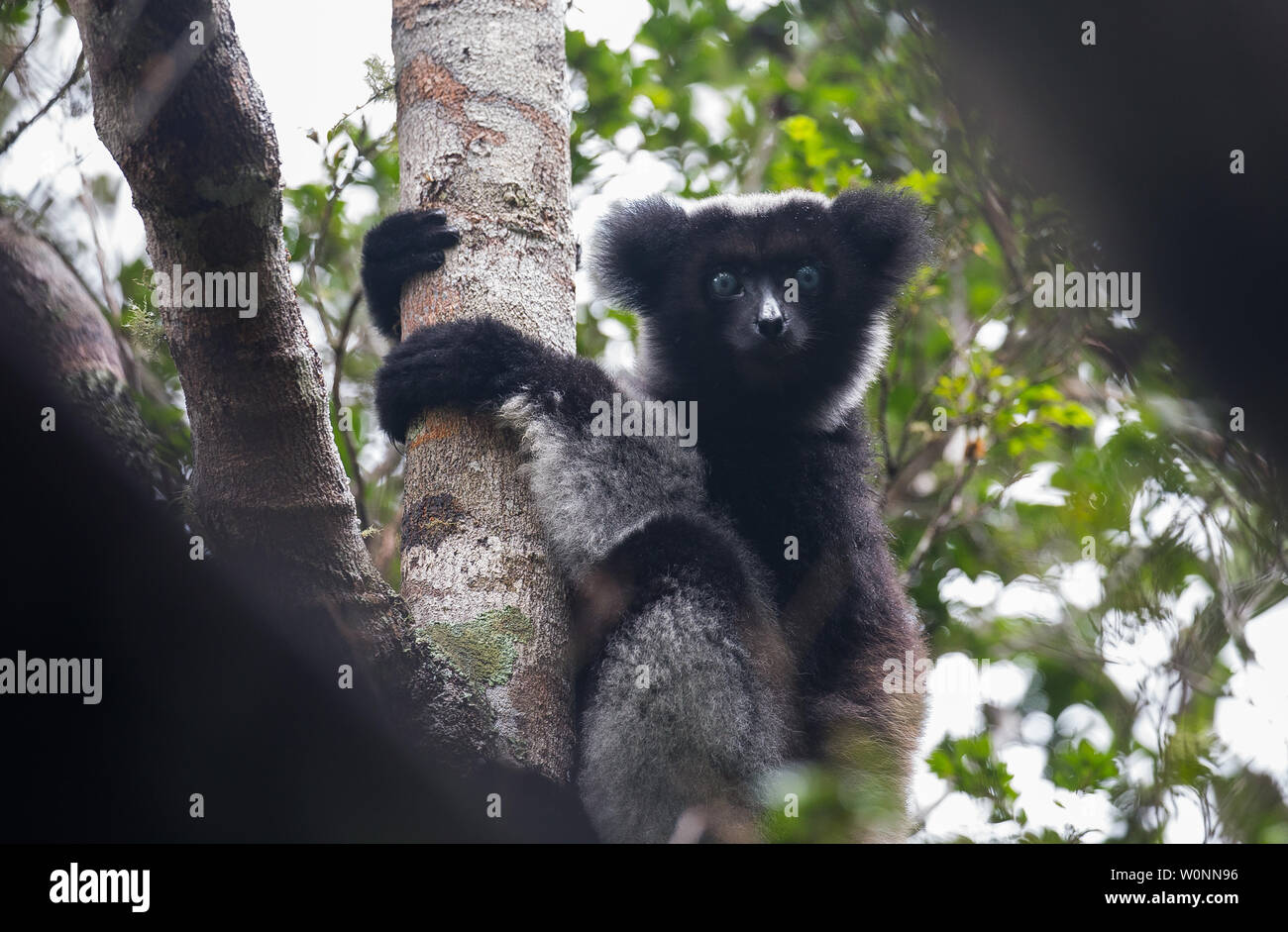 Indri à Andasibe madagascar Banque D'Images