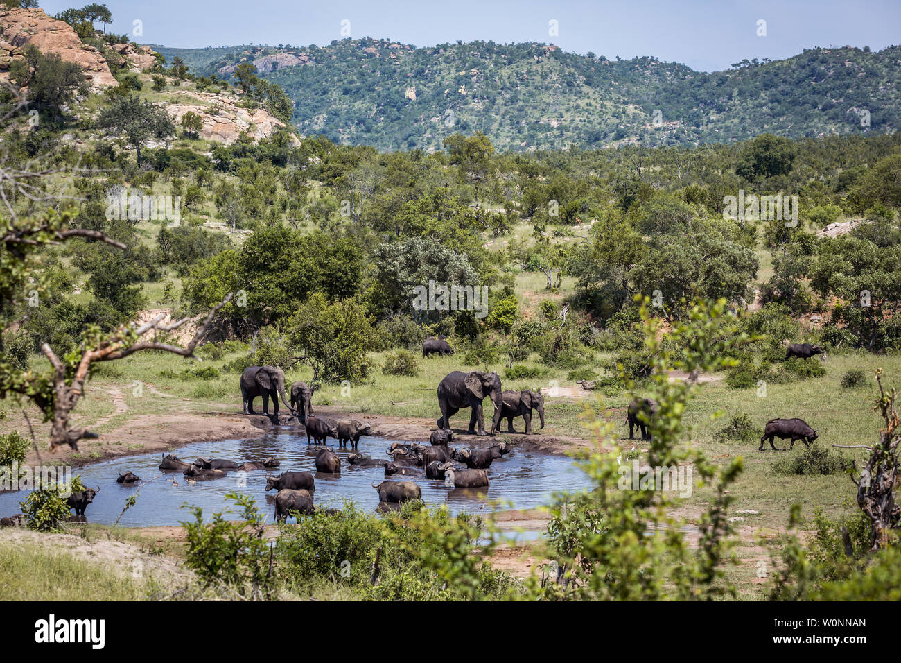 Bush africain et de l'éléphant d'Afrique à l'eau dans le parc national Kruger, Afrique du Sud ; espèce de la famille des Elephantidae Loxodonta africana Banque D'Images