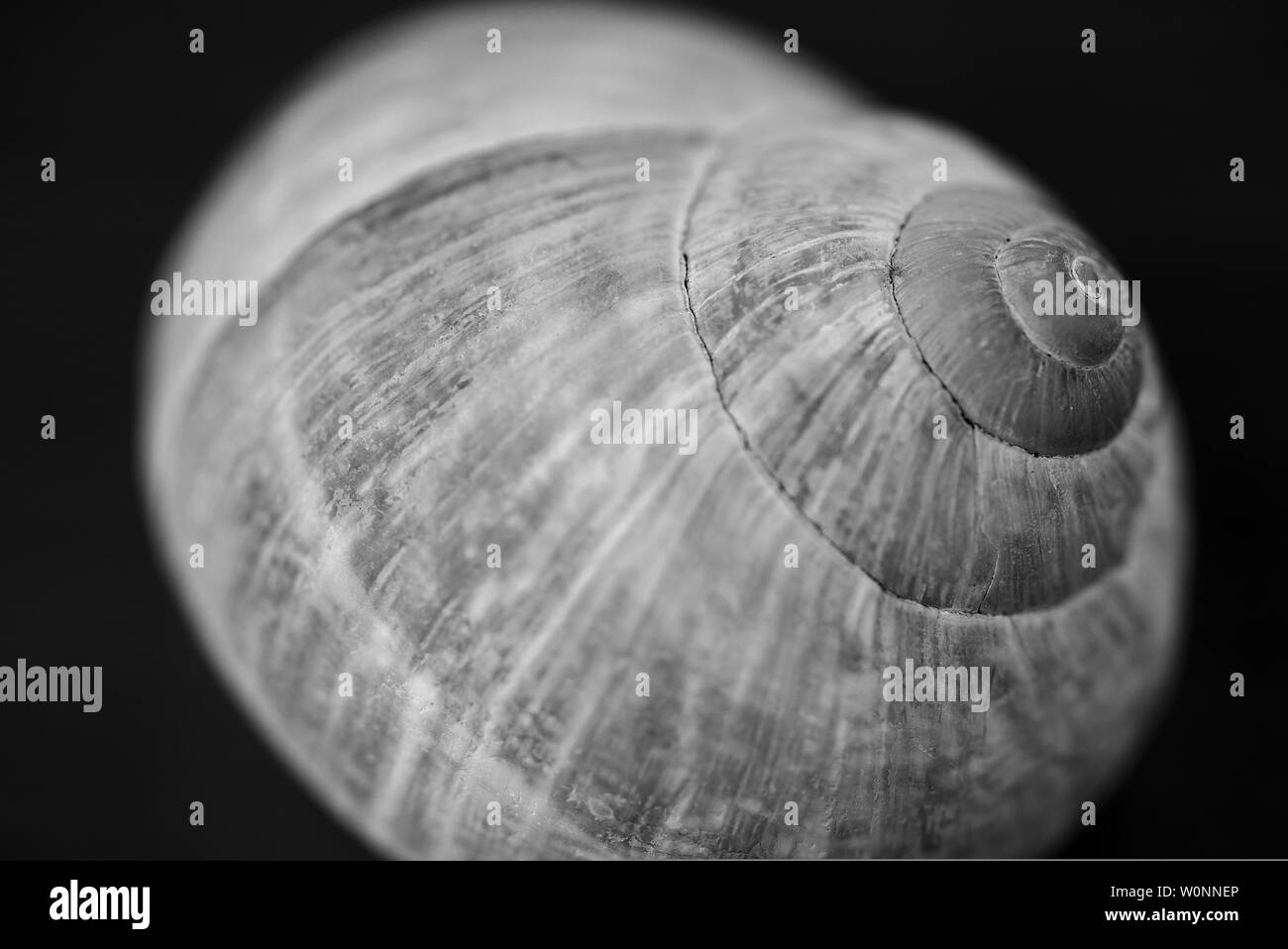 De circonvolutions une coquille d'escargot en close-up ; noir et blanc Banque D'Images