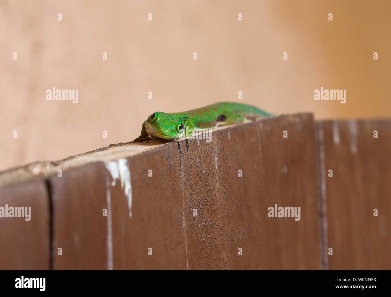 Gecko jour à Andasibe parc, madagascar Banque D'Images