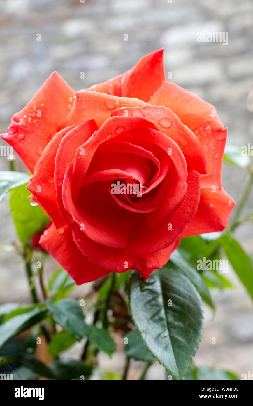 Rose rouge avec des gouttes de pluie Banque D'Images