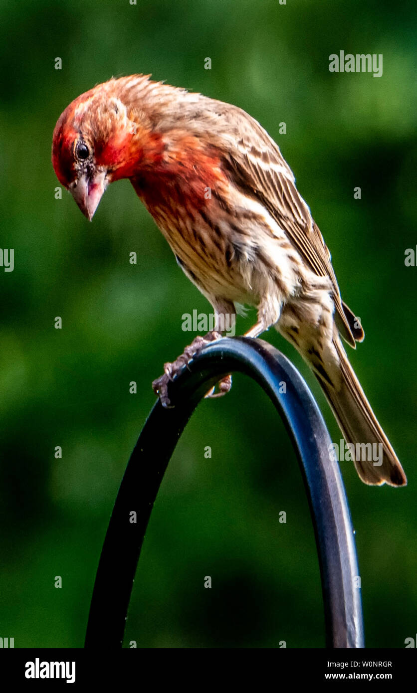 Sur le dessus Banque D'Images