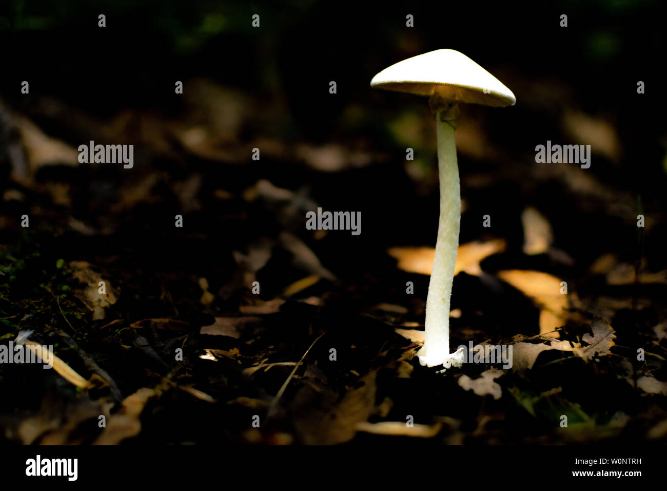 Dans une forêt sombre un champignon brille dans un rayon de soleil Banque D'Images