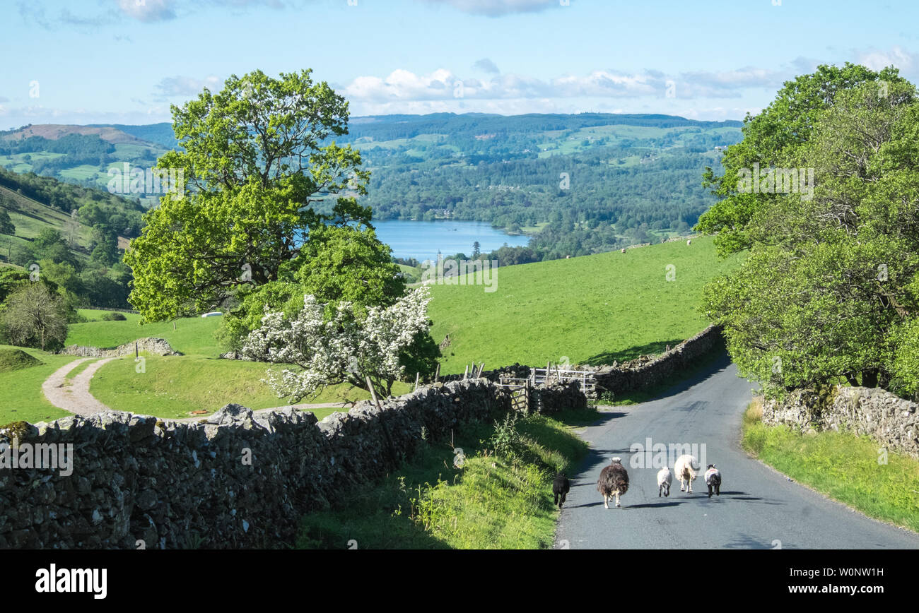 Moutons Herdwick sur l'A592,route,la lutte,et,le plus, la puce,du,Ambleside,pour,du,Penrith. De très fortes,route,avec,gradient. Banque D'Images