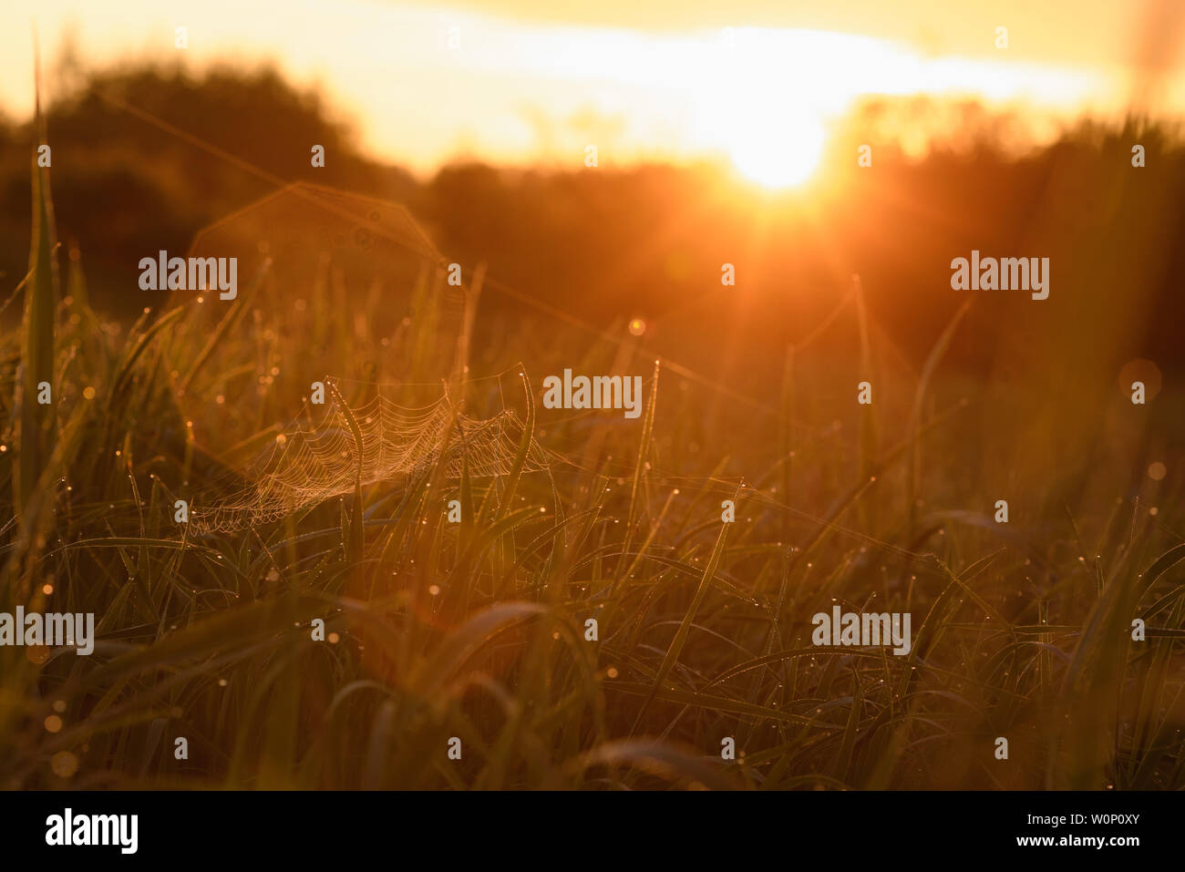 Tôt le matin. Le lever du soleil. Réchauffer la lumière brille dans la rosée du champ herbe empêtré dans un réseau de fines toiles d'araignées. Banque D'Images