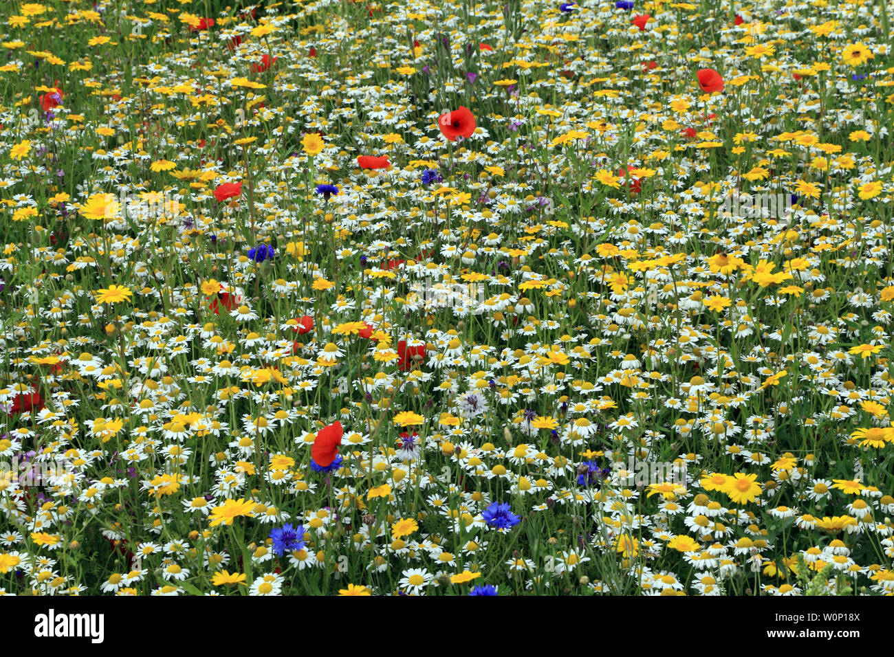 Jardin de fleurs sauvages, Marguerite, coquelicot, bleuet, domaine des marguerites, coquelicots, champ de bleuets Banque D'Images