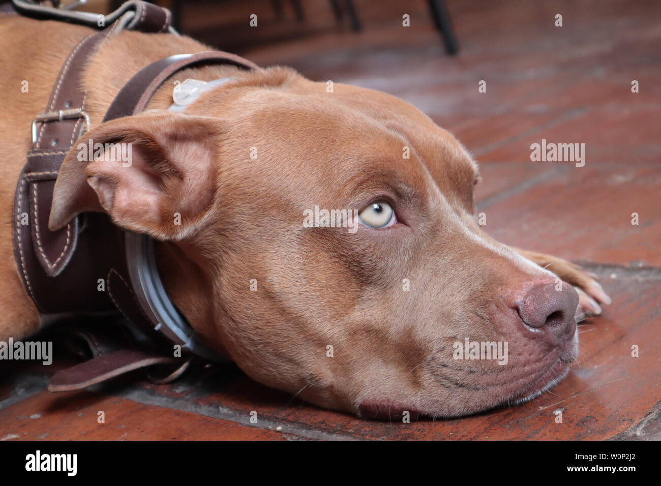 Pitbull Terrier portant sur le plancher Banque D'Images