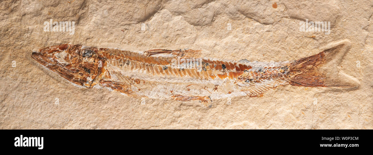 Poissons fossiles (Prionolepis cataphractus). Période Crétacé. Couches cénomaniennes. Hjoula, Liban ZRS fossiles, par Dominique Braud/Dembinsky photo Assoc Banque D'Images