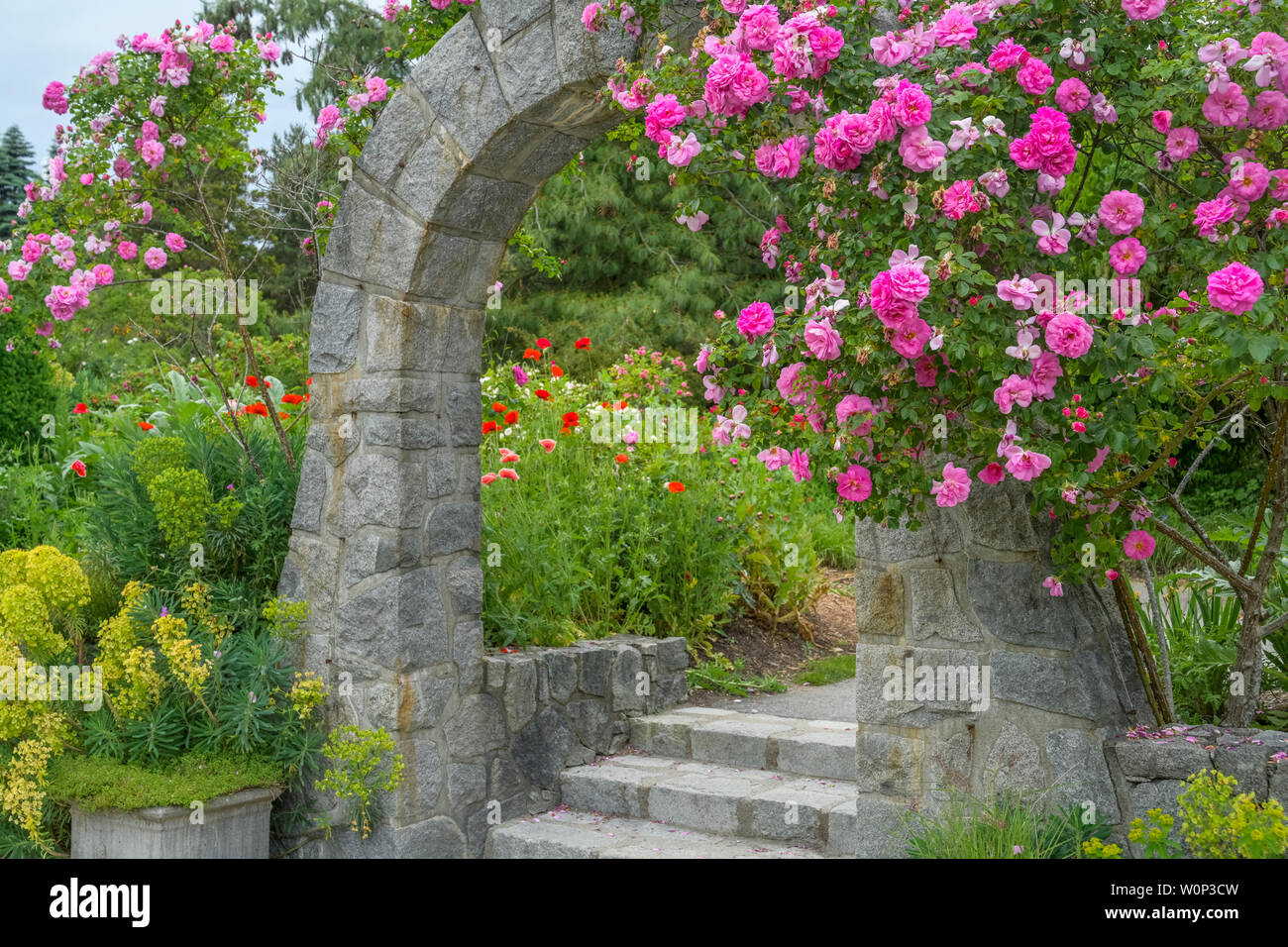 Tonnelle de jardin de rose Banque de photographies et d’images à haute