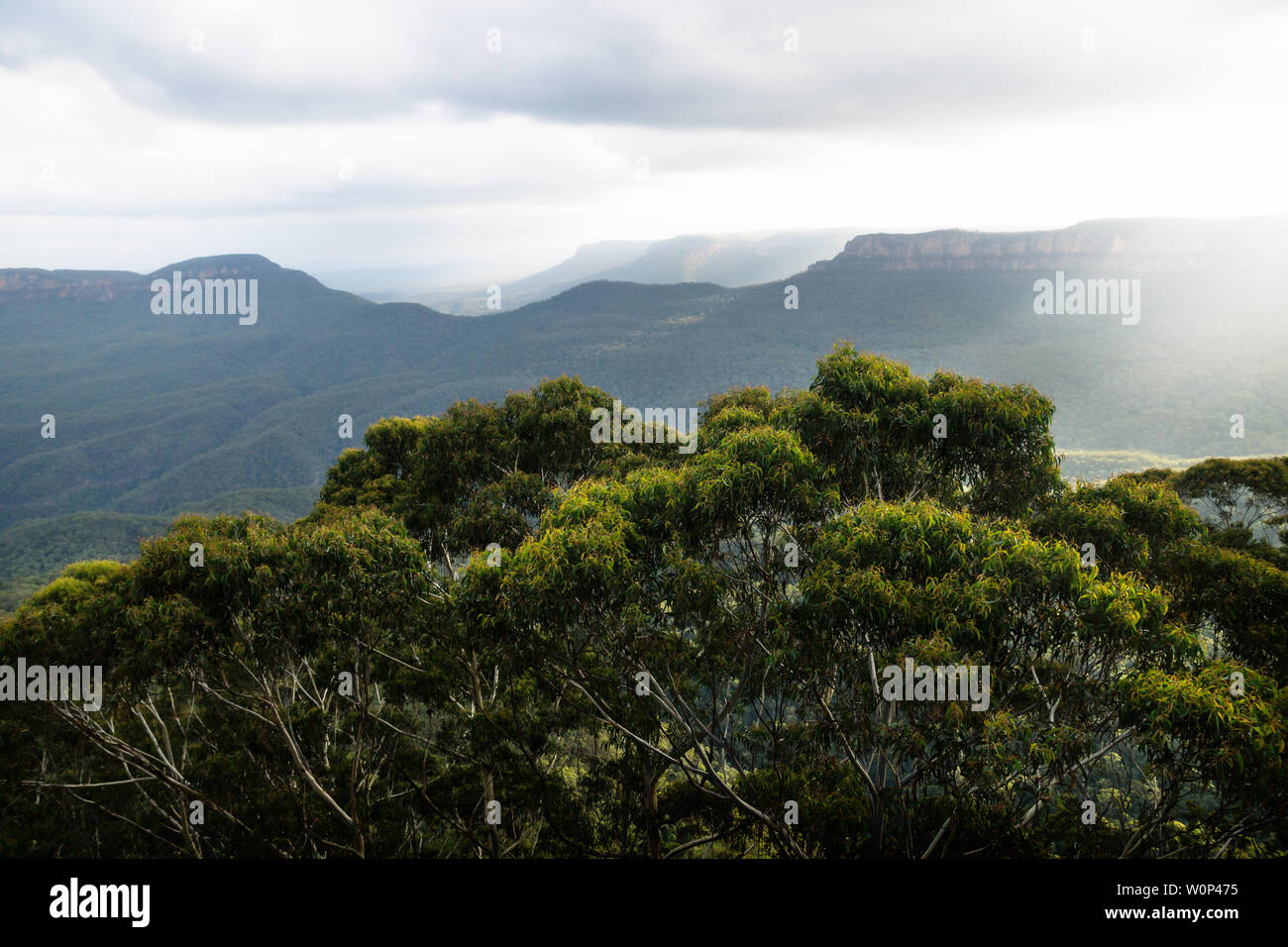 Les canyons des montagnes bleues au coucher de soleil avec derrière des buissons verts, Katoomba, New South Wales, Australie Banque D'Images