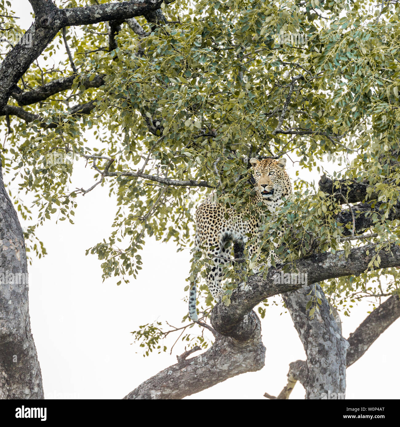 Leopard dans un arbre dans le parc national Kruger, Afrique du Sud ; espèce Panthera pardus famille des Felidae Banque D'Images