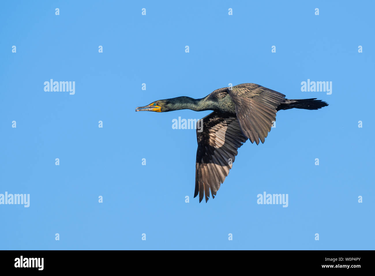 Double-crested cormorant Phalacrocorax auritus (en vol), Printemps, Upper Midwest des États-Unis et du Canada, par Dominique Braud/Dembinsky Photo Asso Banque D'Images