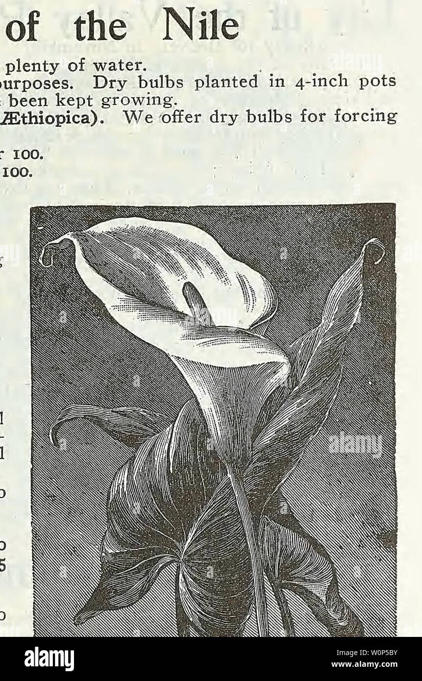 Image d'archive à partir de la page 12 du catalogue descriptif de légumes, de fleurs,. Catalogue descriptif de légumes, de fleurs, et des semences de ferme Année Descriptivecata00WeebE : 18uu 12 WEEBER & DON, 114 Chambers Street, NEW YORK Le Muguet Pips (Prêt pour livraison en novembre) Le Muguet est l'une des plus utiles et beaucoup d'admiration pour les plantes cultivées ; la modeste fleurs en forme de cloche du plus pur blanc sont très appréciés pour la coupe, et pour plantes en pots en hiver, ils sont extrêmement bien adaptées et va durer plusieurs semaines en beauté. En prenant alors ! Dans tous les succès d'une Banque D'Images