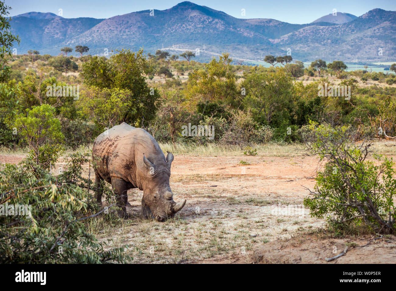 Rhinocéros blanc du sud dans la région de beaux paysages dans le parc national Kruger, Afrique du Sud ; Espèce Ceratotherium simum simum famille des Rhinocerotidae Banque D'Images