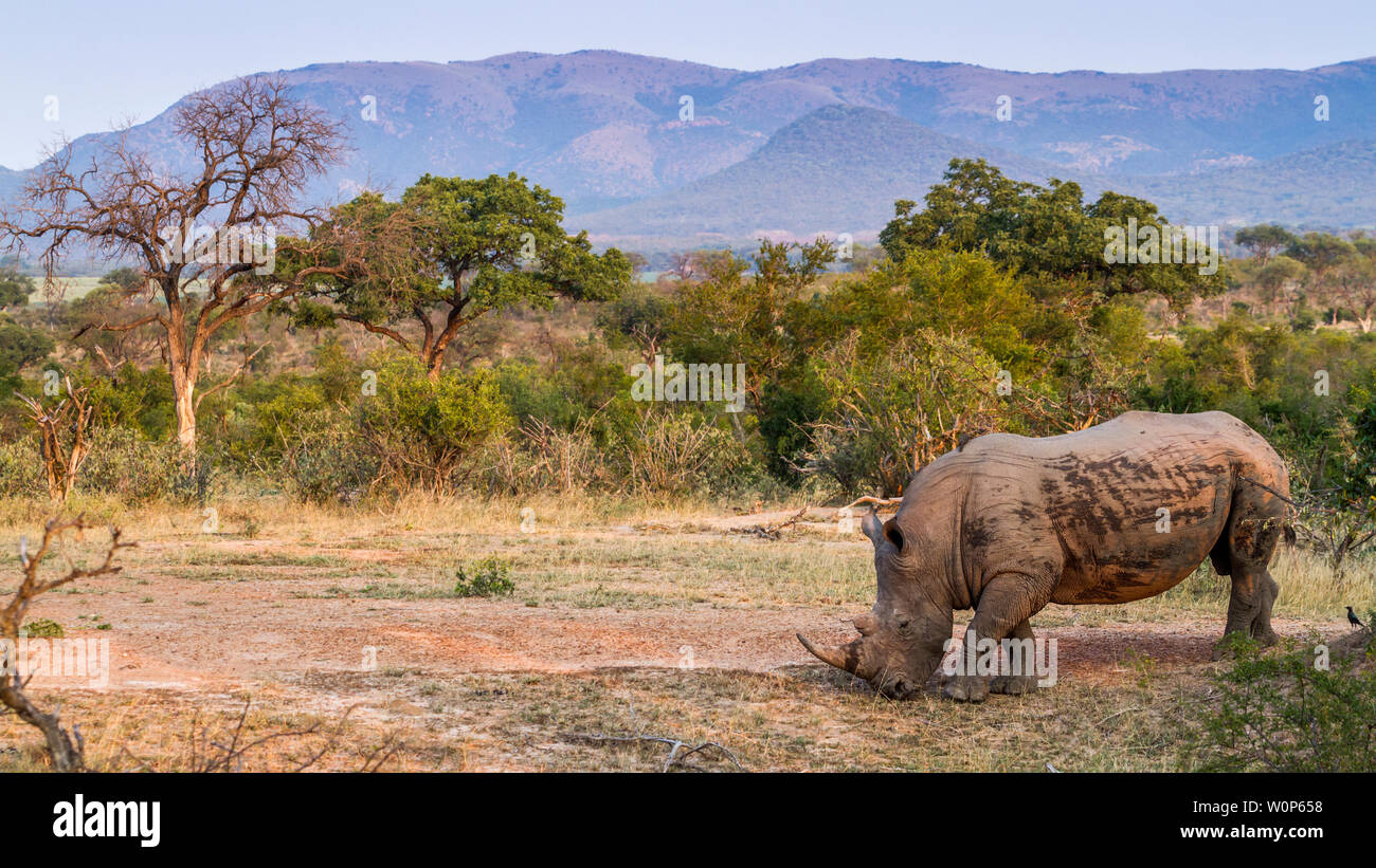 Rhinocéros blanc du sud dans un paysage de savane dans le parc national Kruger, Afrique du Sud ; Espèce Ceratotherium simum simum famille des Rhinocerotidae Banque D'Images