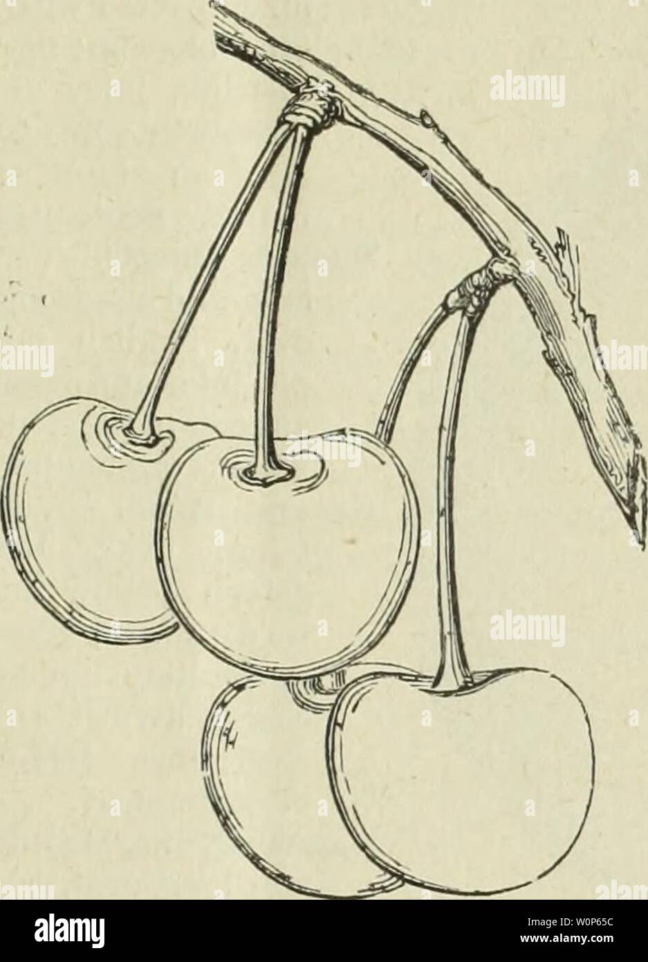 Image D Archive A Partir De La Page 16 Du Catalogue Descriptif Des Fruits Et Catalogue Image D Archive A Partir De La Page 16 Du Catalogue Descriptif Des Fruits Et Catalogue