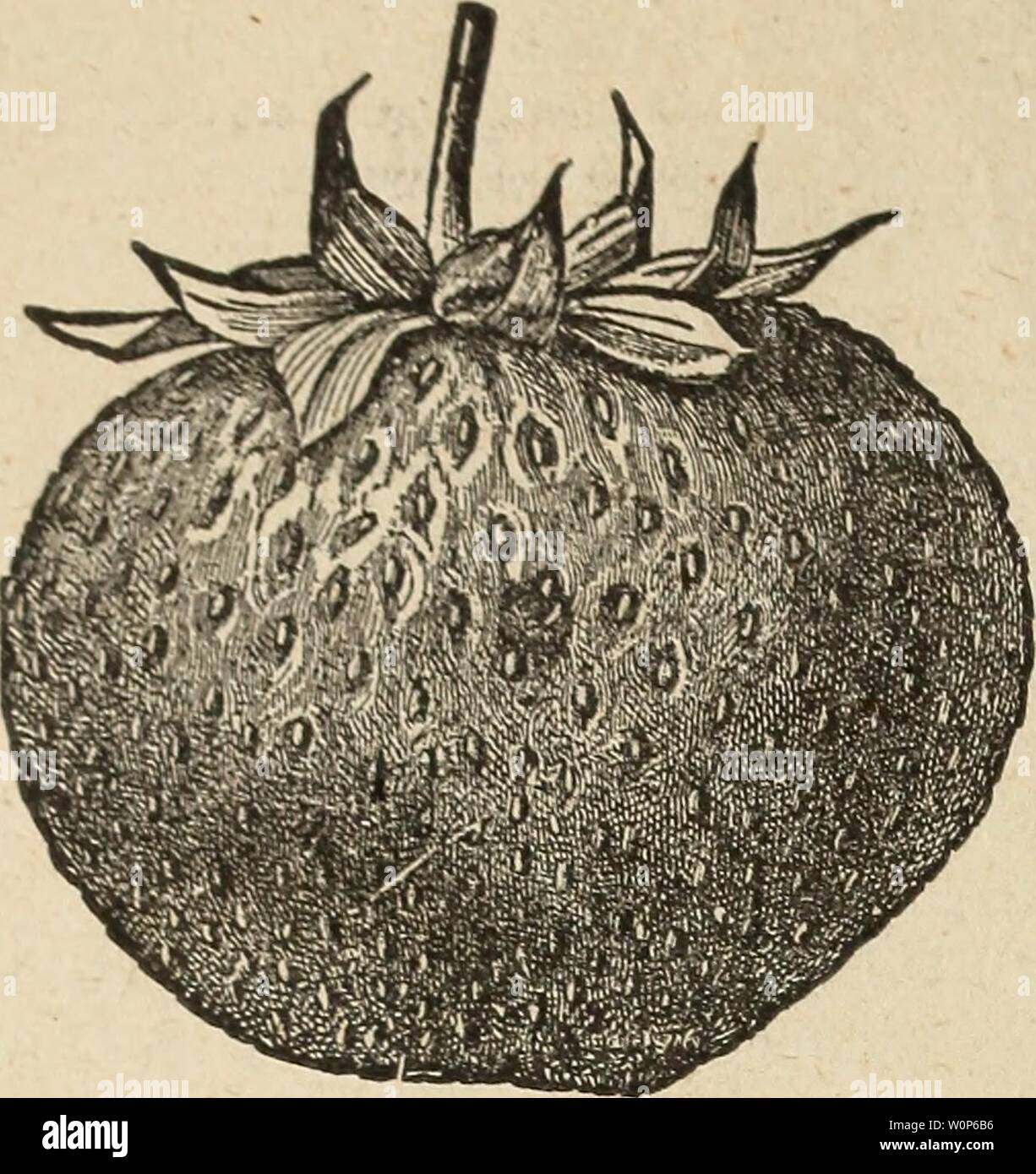 Image d'archive à partir de la page 17 du catalogue descriptif des fruits et. Catalogue descriptif des fruits et des arbres ornementaux, petits fruits, plantes grimpantes, arbustes, roses, plantes, etc.1893descriptivecatal Année : 1893 capi 14 WATKOUS C L.' DKS( KirriVK CATALOGUE. BUBACH-nous première s sauiples:iw de cette merveilleuse, lare, haut col- ored berry à la conven- tion de pépiniéristes à Chicago, en juin. 1885, où la vigueur de la plante, et si/e et la beauté des fruits, a attiré une attention universelle. Monsieur Bubach, l'ancien- nator, prétend être la meilleure de toutes les fraises, car il combine tant d'excellentes qualités, telles que Banque D'Images